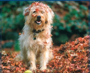 Fall-Fun-dogs-32351420-1359-1109