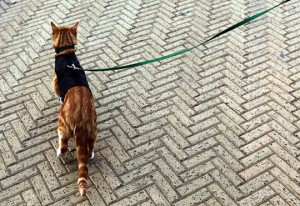 cat-on-a-lead