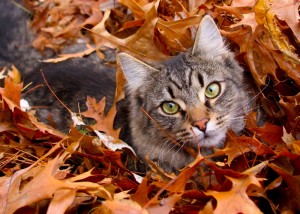 fall-cat